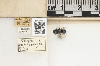 Media type: image;   Entomology 790633 Aspect: Labels